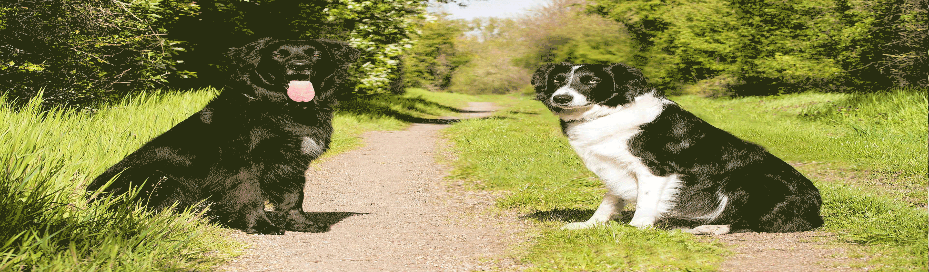 Hundetraining, Hundeschule, Problemhundetraining, Salzgitter, Braunschweig, Peine, Hildesheim, Goslar, Wolfenbüttel, Verhaltenstherapie für Hunde, Hundepsychologie, Welpenkurs, Junghundetraining, Mentrailing, Mentaltrailing, Leinenagression, Angsthund