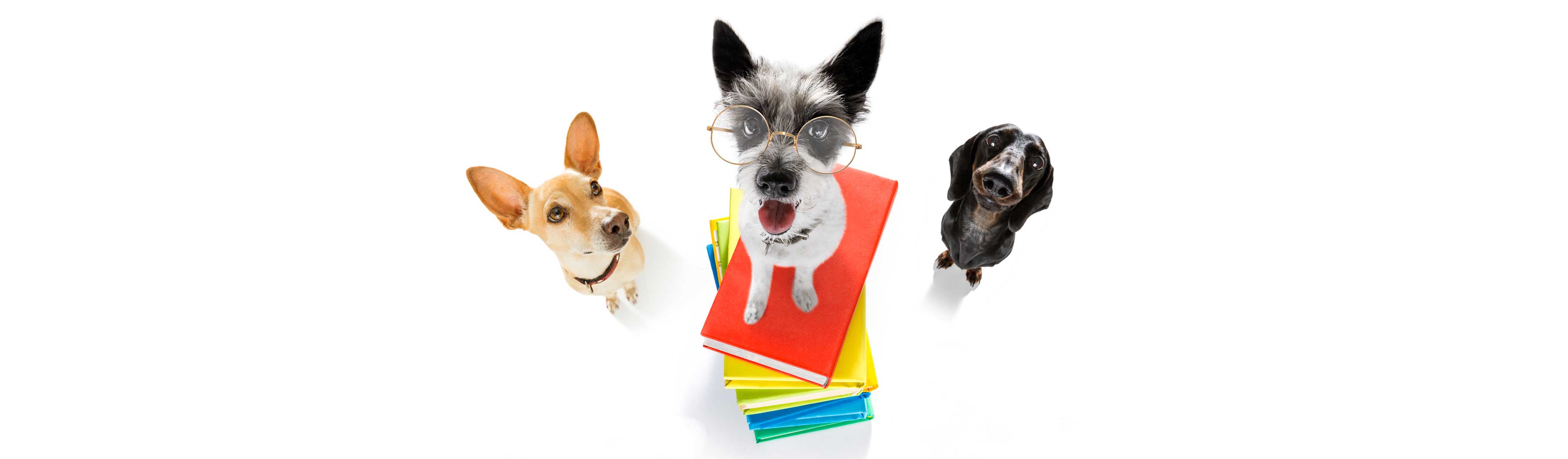 Hundetraining, Hundeschule, Problemhundetraining, Salzgitter, Braunschweig, Peine, Hildesheim, Goslar, Wolfenbüttel, Verhaltenstherapie für Hunde, Hundepsychologie, Welpenkurs, Junghundetraining, Mentrailing, Mentaltrailing, Leinenagression, Angsthund