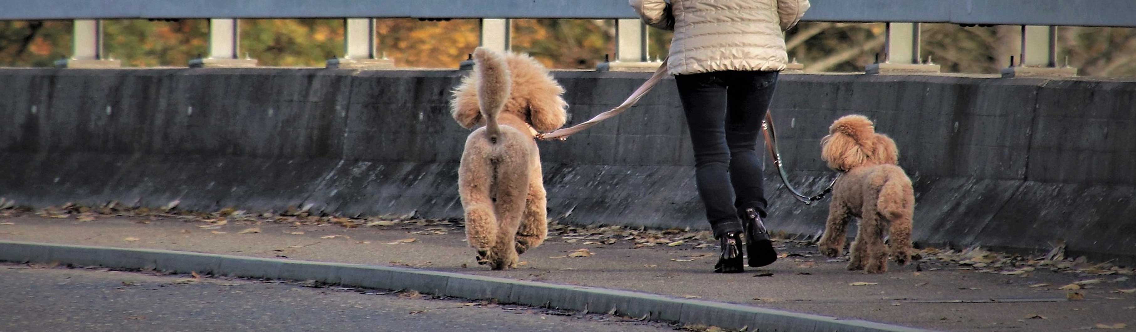 Hundetraining, Hundeschule, Problemhundetraining, Salzgitter, Braunschweig, Peine, Hildesheim, Goslar, Wolfenbüttel, Verhaltenstherapie für Hunde, Hundepsychologie, Welpenkurs, Junghundetraining, Mentrailing, Mentaltrailing, Leinenagression, Angsthund